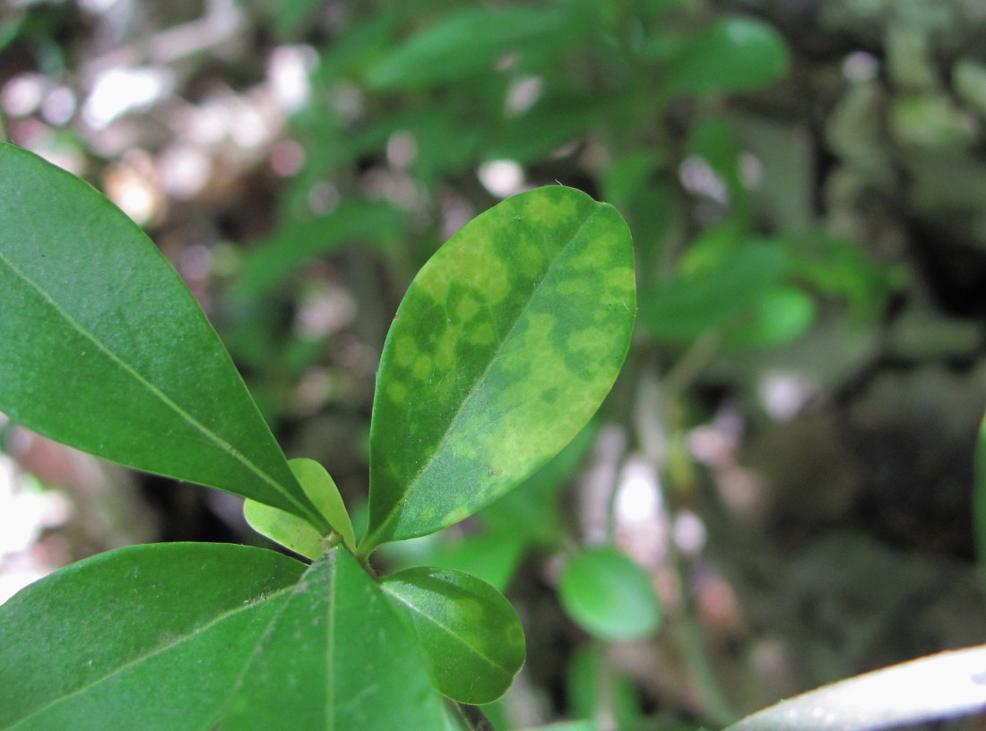 Изображение особи Ligustrum vulgare.