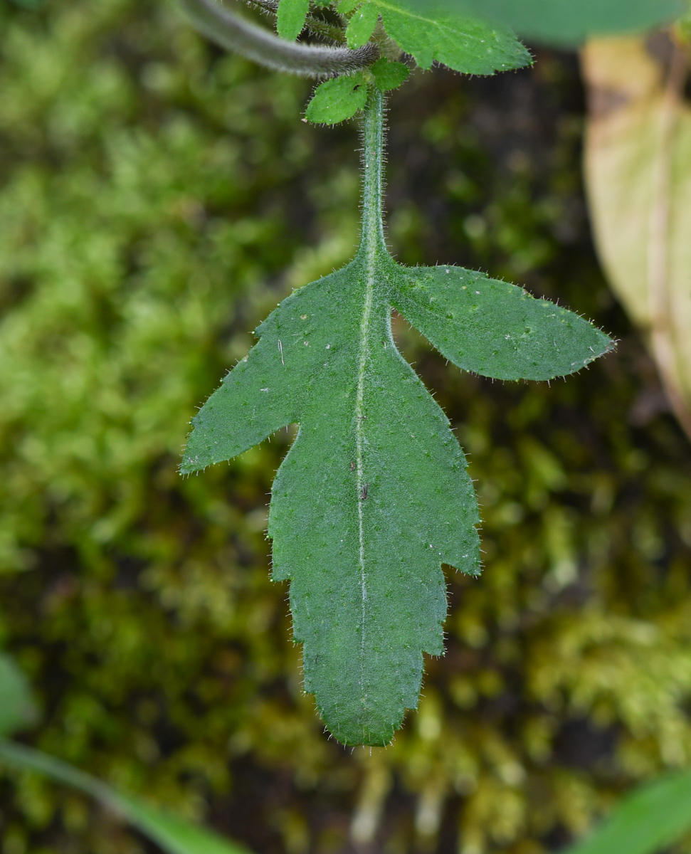 Image of Calceolaria tripartita specimen.