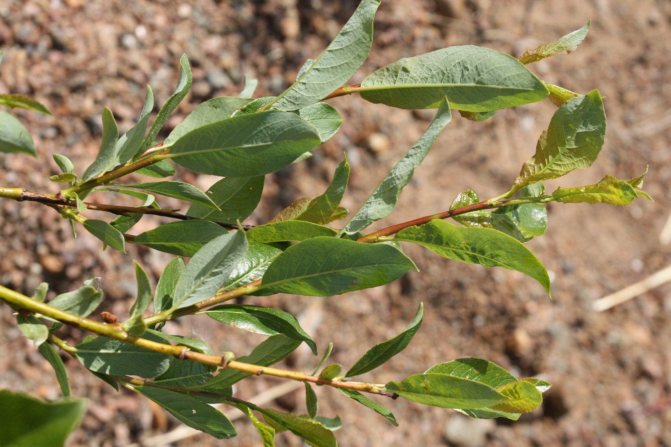 Изображение особи Salix phylicifolia.