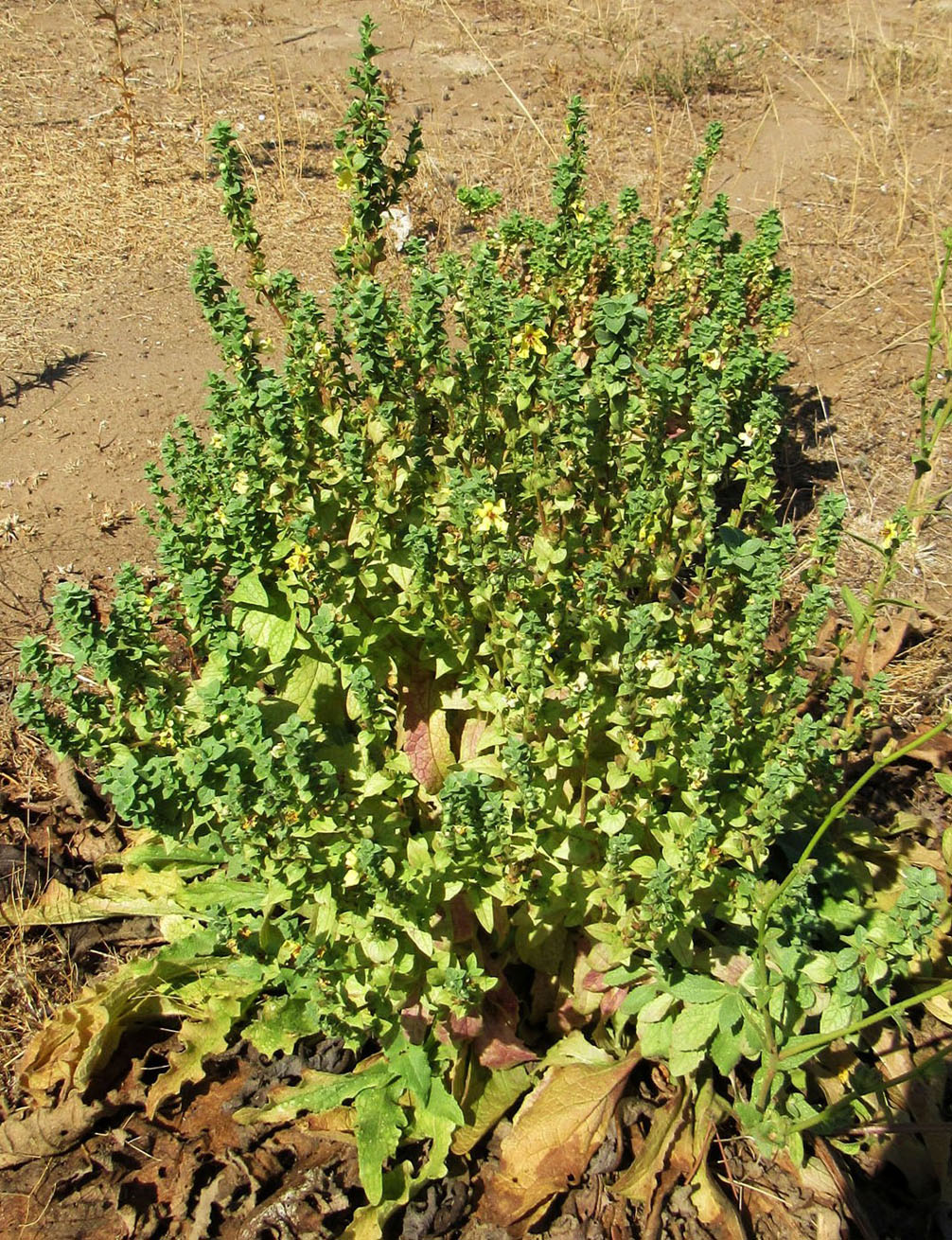 Image of genus Verbascum specimen.