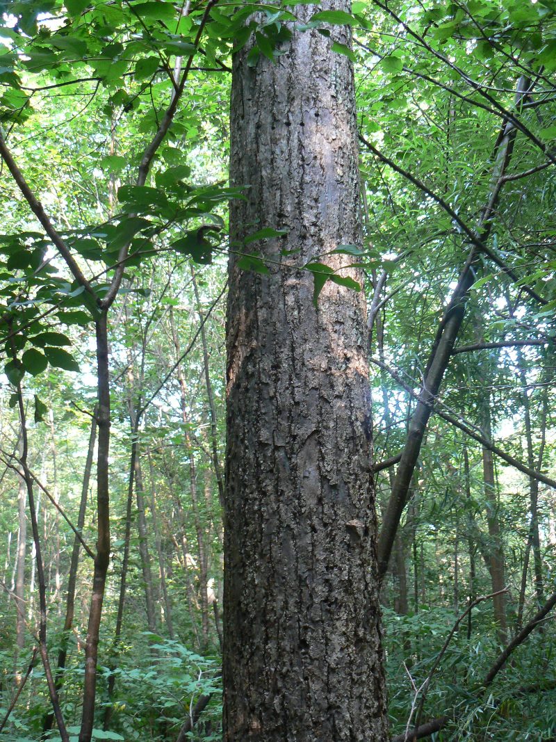 Изображение особи Pinus koraiensis.