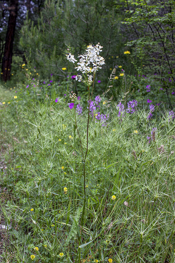 Image of Filipendula vulgaris specimen.