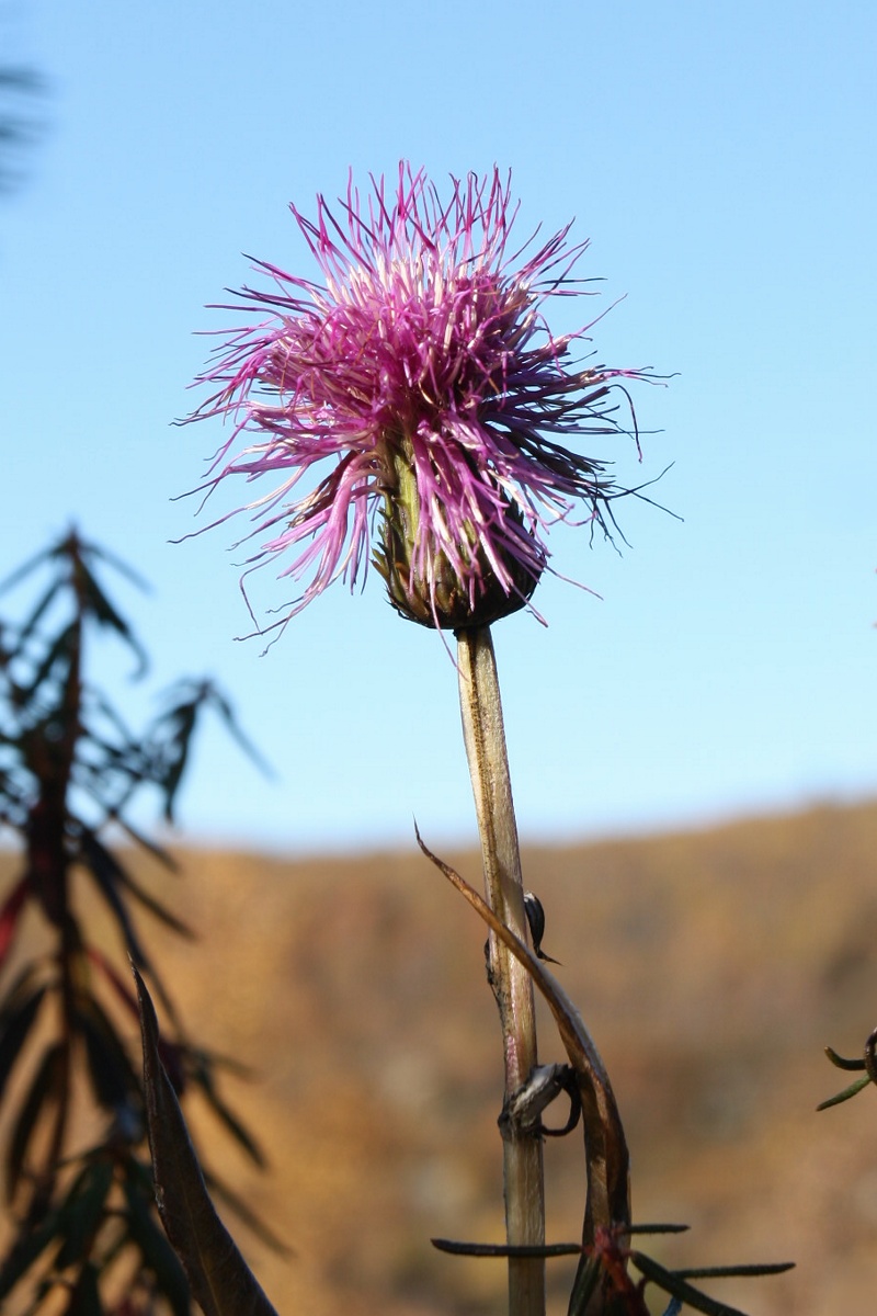 Изображение особи Cirsium heterophyllum.