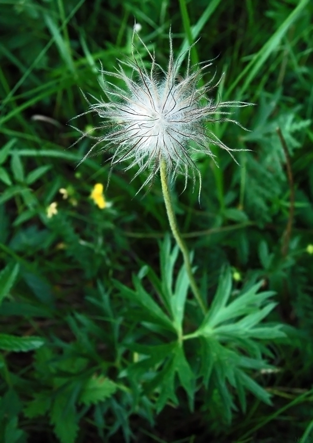 Изображение особи Pulsatilla patens.