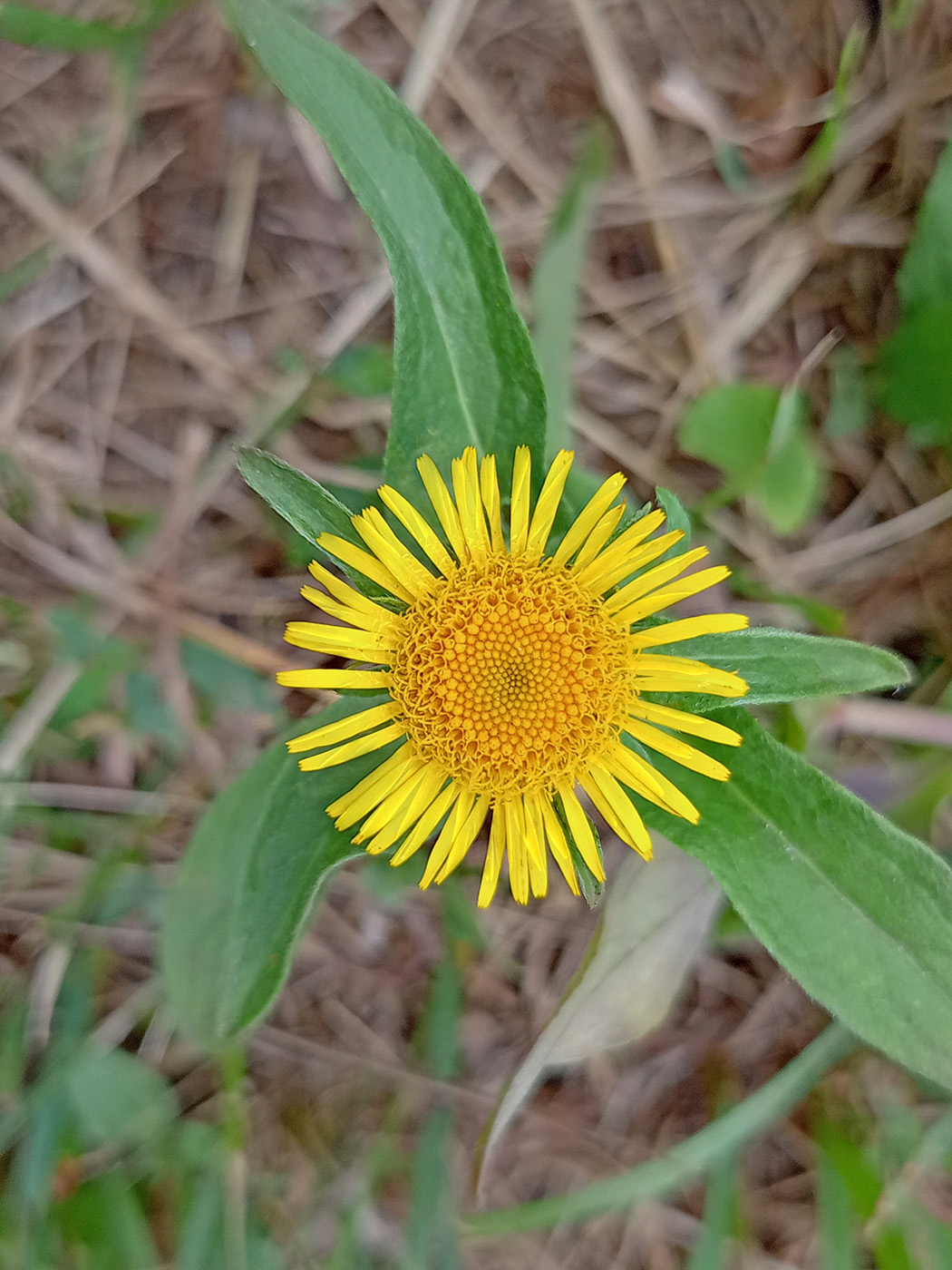 Изображение особи Inula britannica.