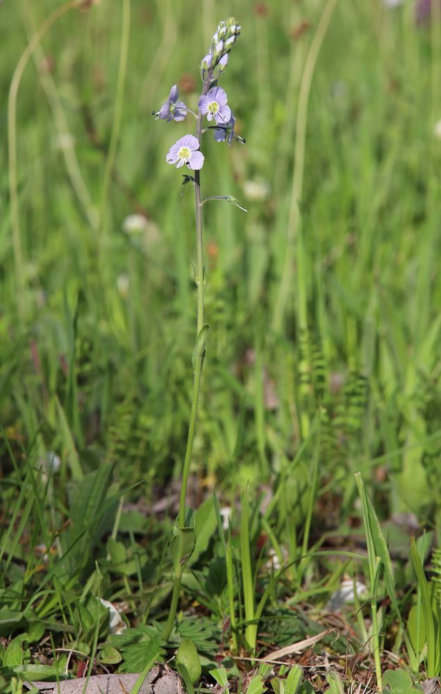 Image of genus Veronica specimen.