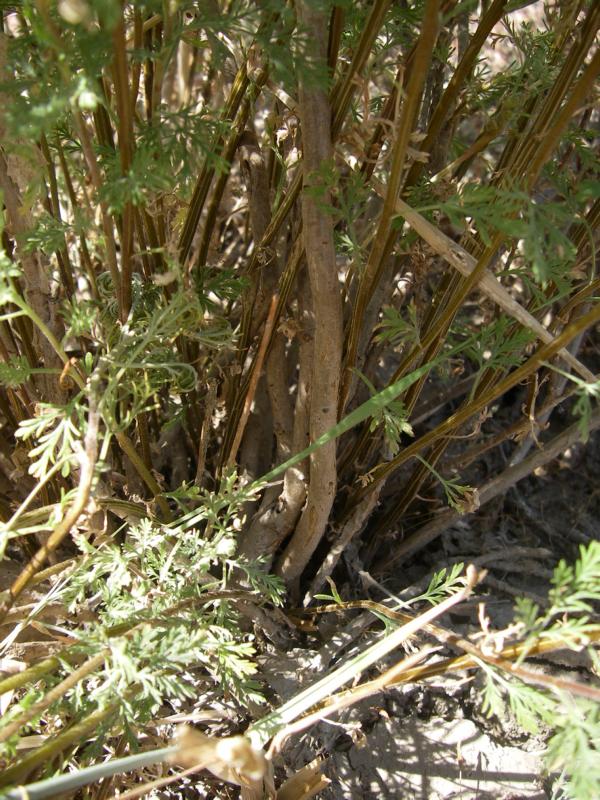 Изображение особи Artemisia aralensis.