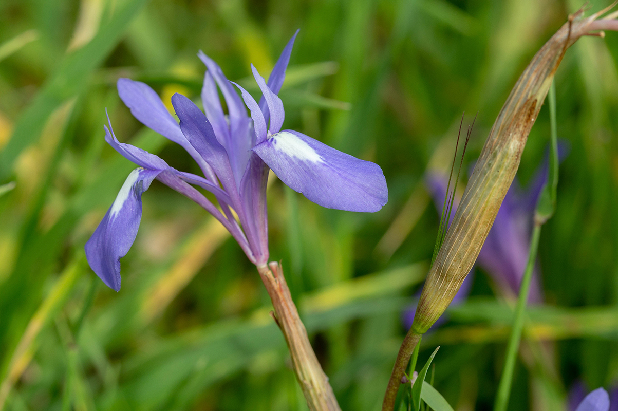 Image of Moraea sisyrinchium specimen.