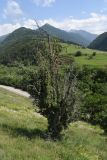 Juniperus oblonga. Одиночное дерево. Республика Ингушетия, Джейрахский р-н, окр. храма Тхаба-Ерды со стороны реки Гулойхи, остепнённый луг лесного пояса. 20 июня 2022 г.