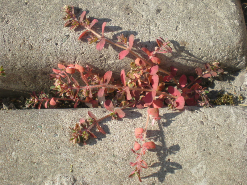 Image of Euphorbia maculata specimen.