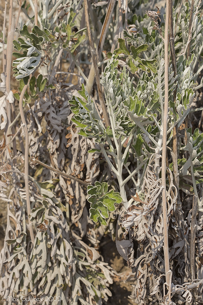 Image of Senecio cineraria specimen.