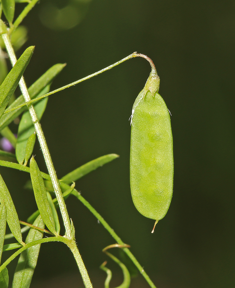 Image of Vicia tetrasperma specimen.