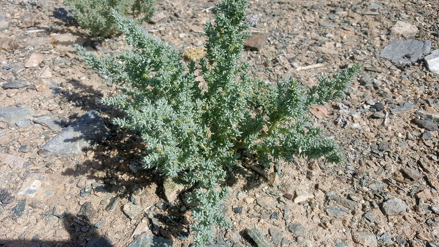 Image of Halogeton glomeratus specimen.