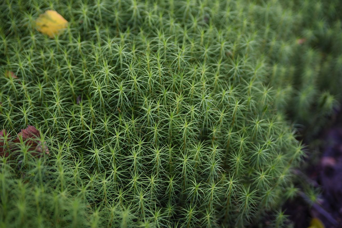 Image of Polytrichum commune specimen.