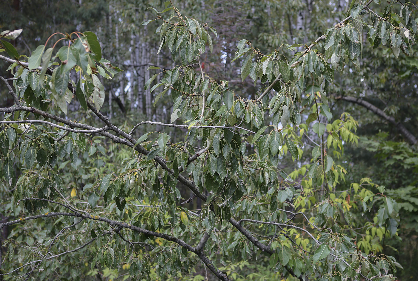 Image of Populus longifolia specimen.