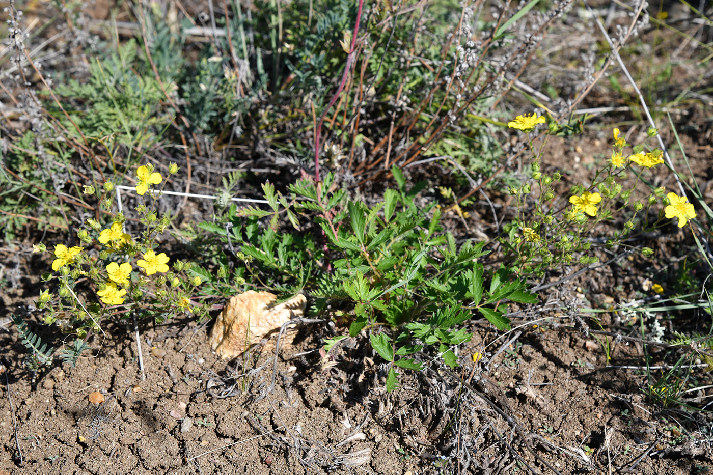 Изображение особи род Potentilla.