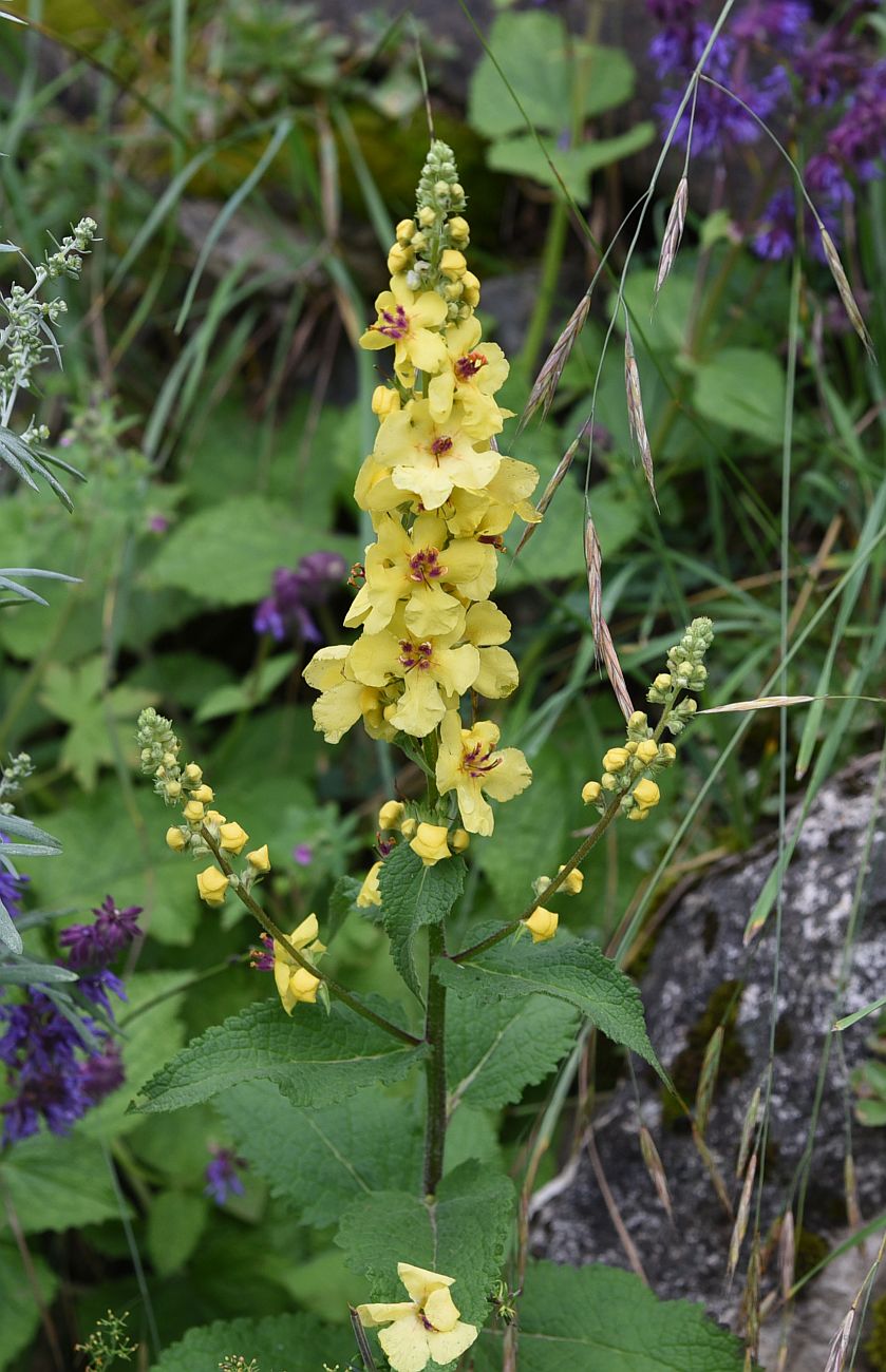 Image of Verbascum marschallianum specimen.