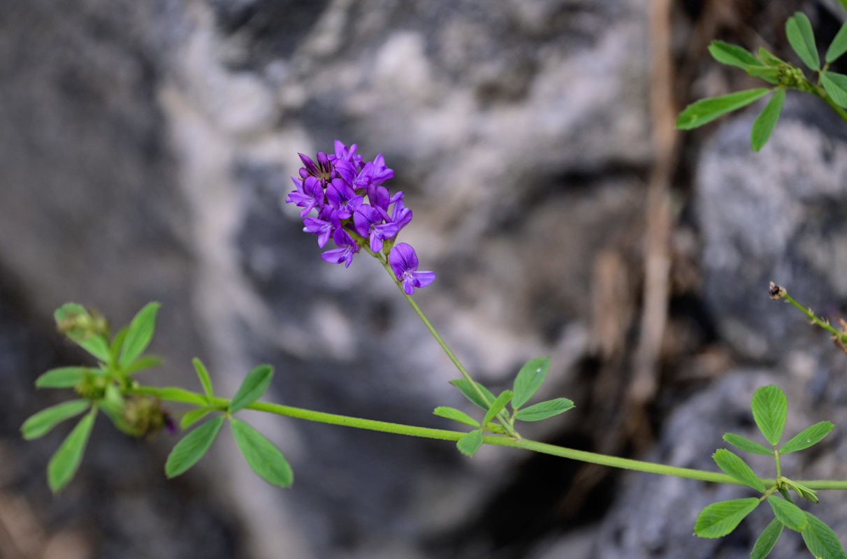 Image of Medicago sativa specimen.