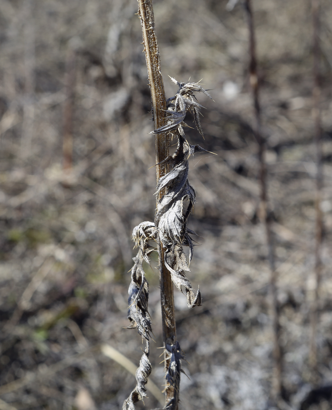 Image of Cirsium vulgare specimen.