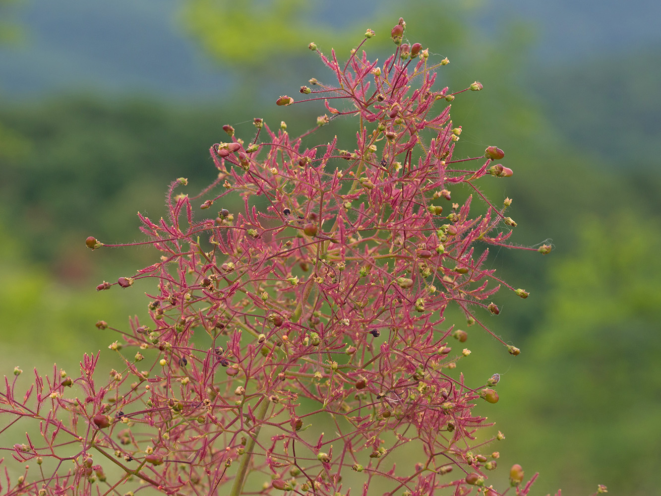 Изображение особи Cotinus coggygria.