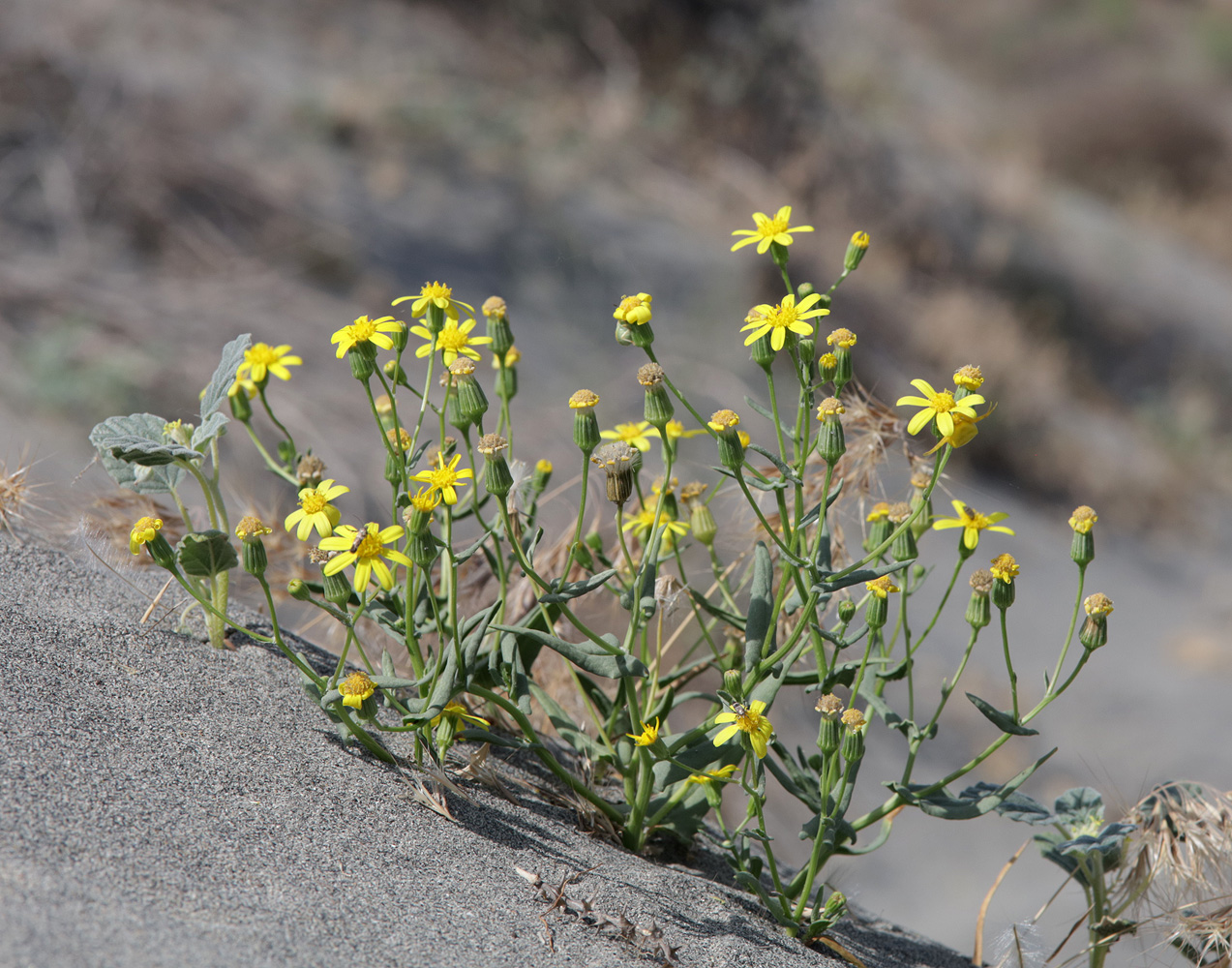 Изображение особи Senecio subdentatus.