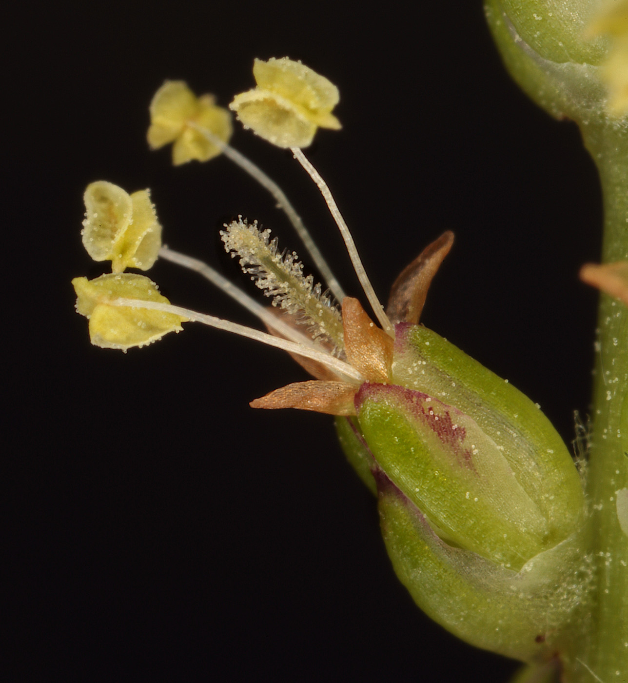 Изображение особи Plantago major.