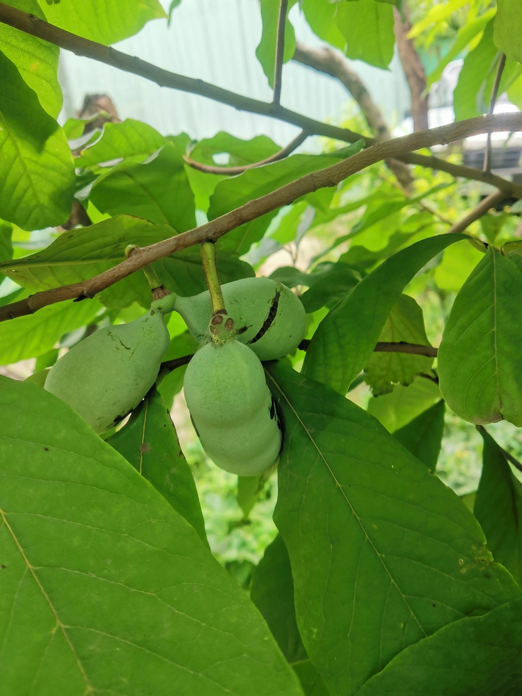 Изображение особи Asimina triloba.