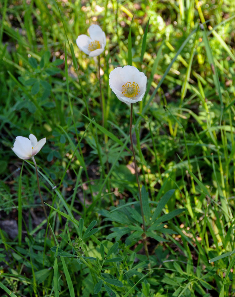 Изображение особи Anemone sylvestris.