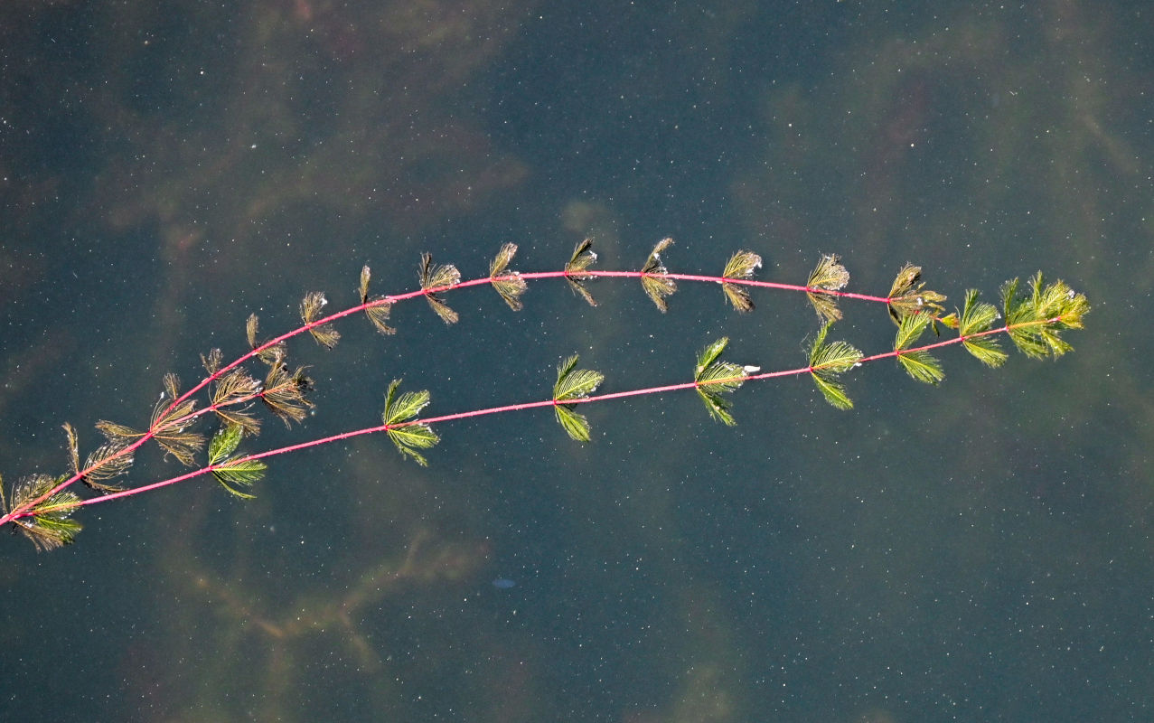 Изображение особи род Myriophyllum.