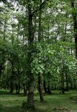 Alnus barbata. Плодоносящее растение. Грузия, Имеретия, каньон Окаце, широколиственный лес. 15.06.2023.