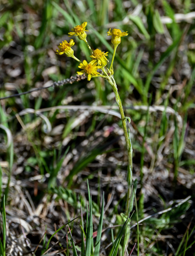 Изображение особи Tephroseris integrifolia.