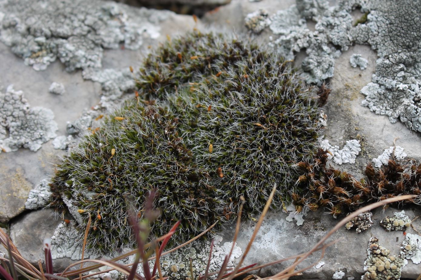 Image of Grimmia pulvinata specimen.