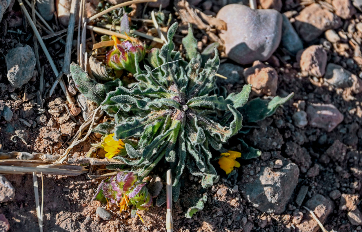 Image of Calendula tripterocarpa specimen.