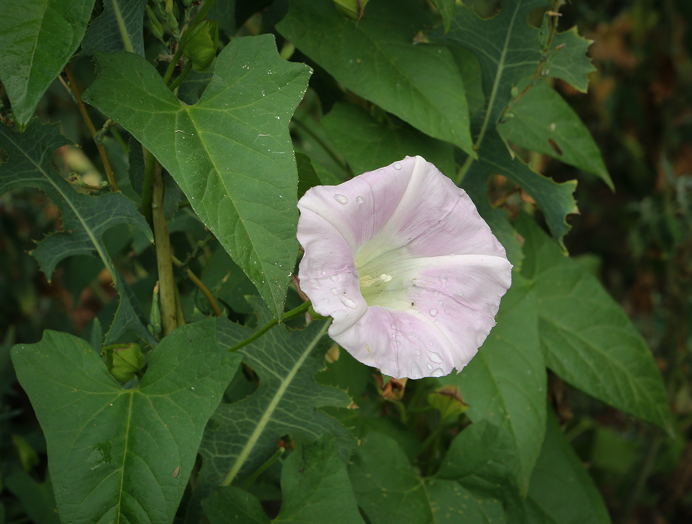 Image of Calystegia spectabilis specimen.