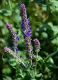 Salvia nemorosa