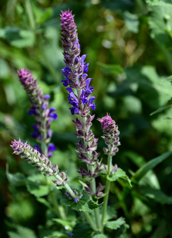 Изображение особи Salvia nemorosa.