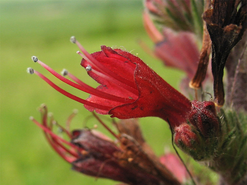 Image of Echium russicum specimen.