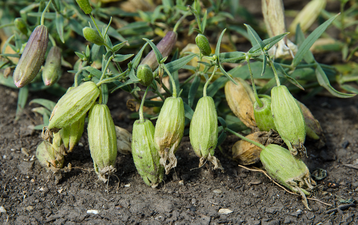 Изображение особи Oberna procumbens.