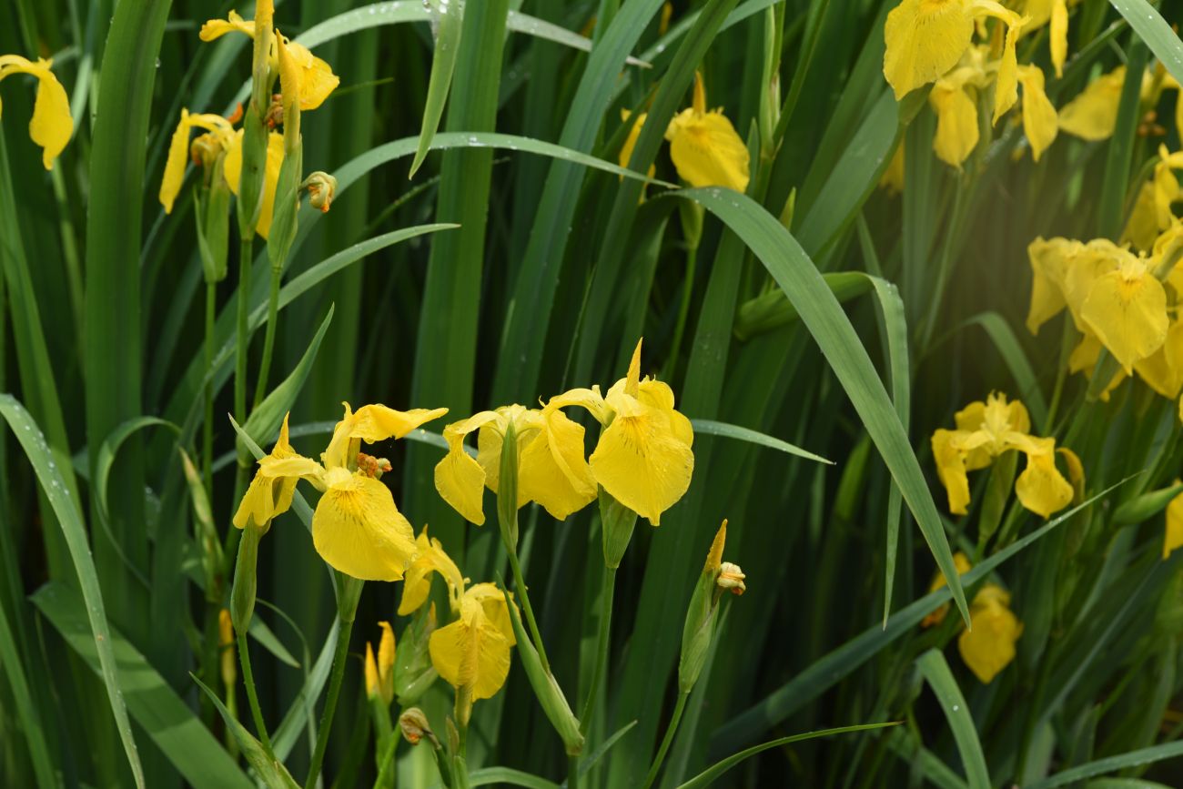 Изображение особи Iris pseudacorus.