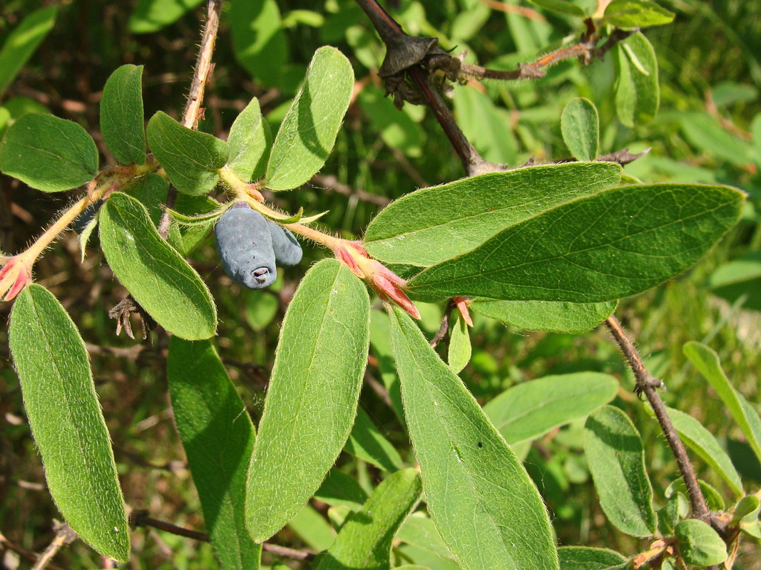 Image of Lonicera edulis specimen.