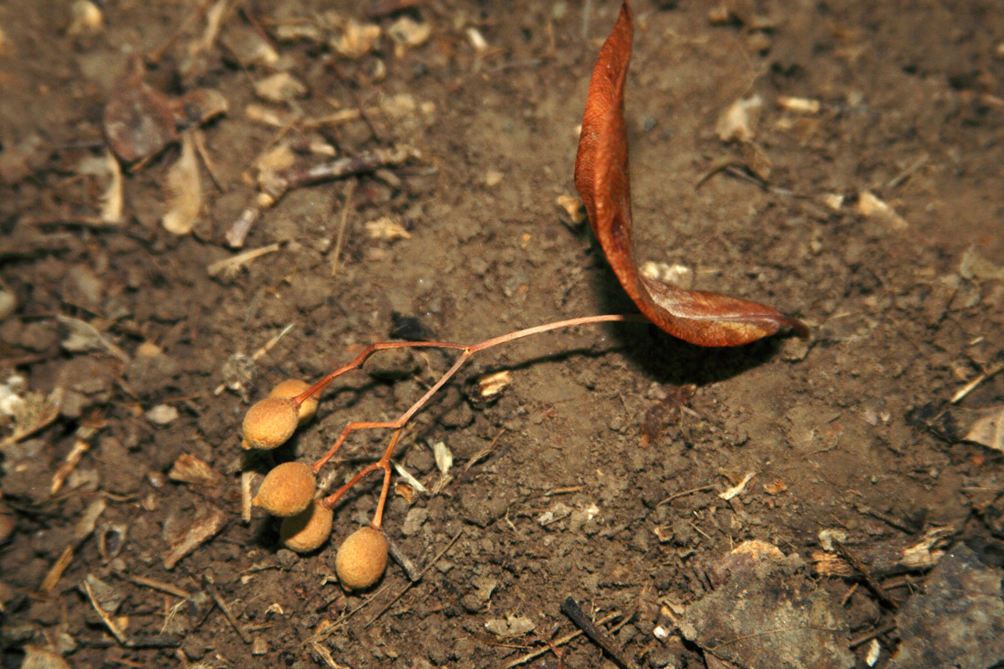 Image of Tilia japonica specimen.