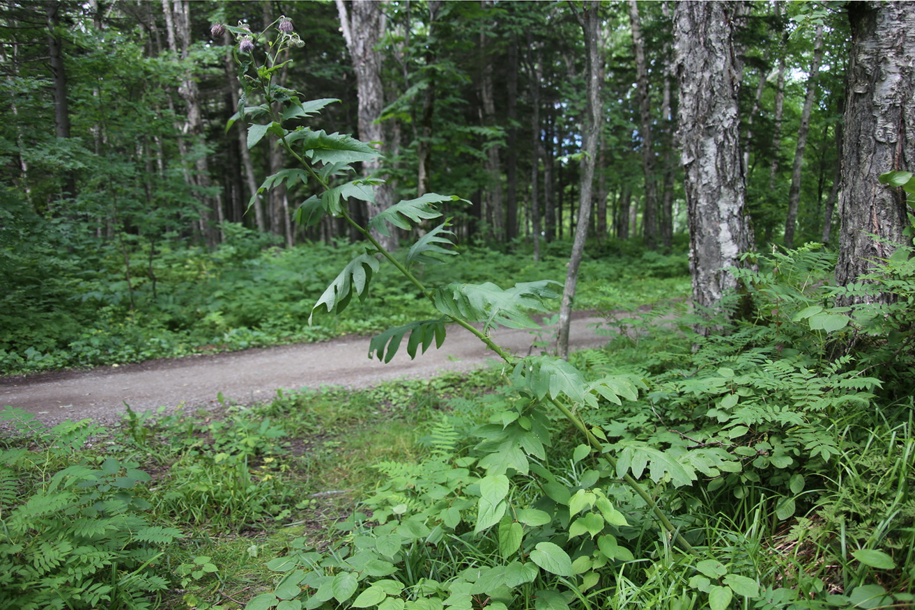 Image of Cirsium kamtschaticum specimen.