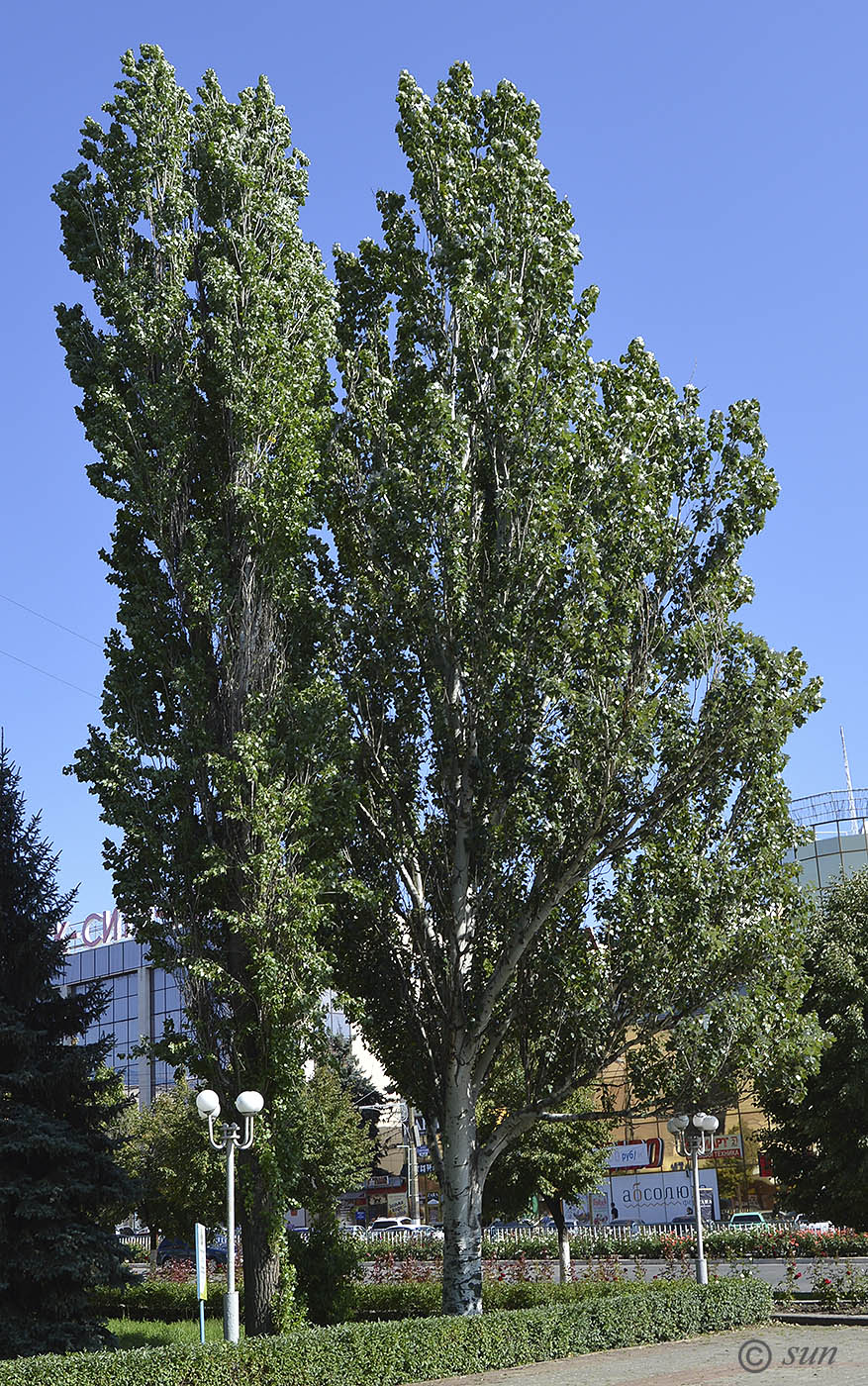 Image of Populus alba specimen.