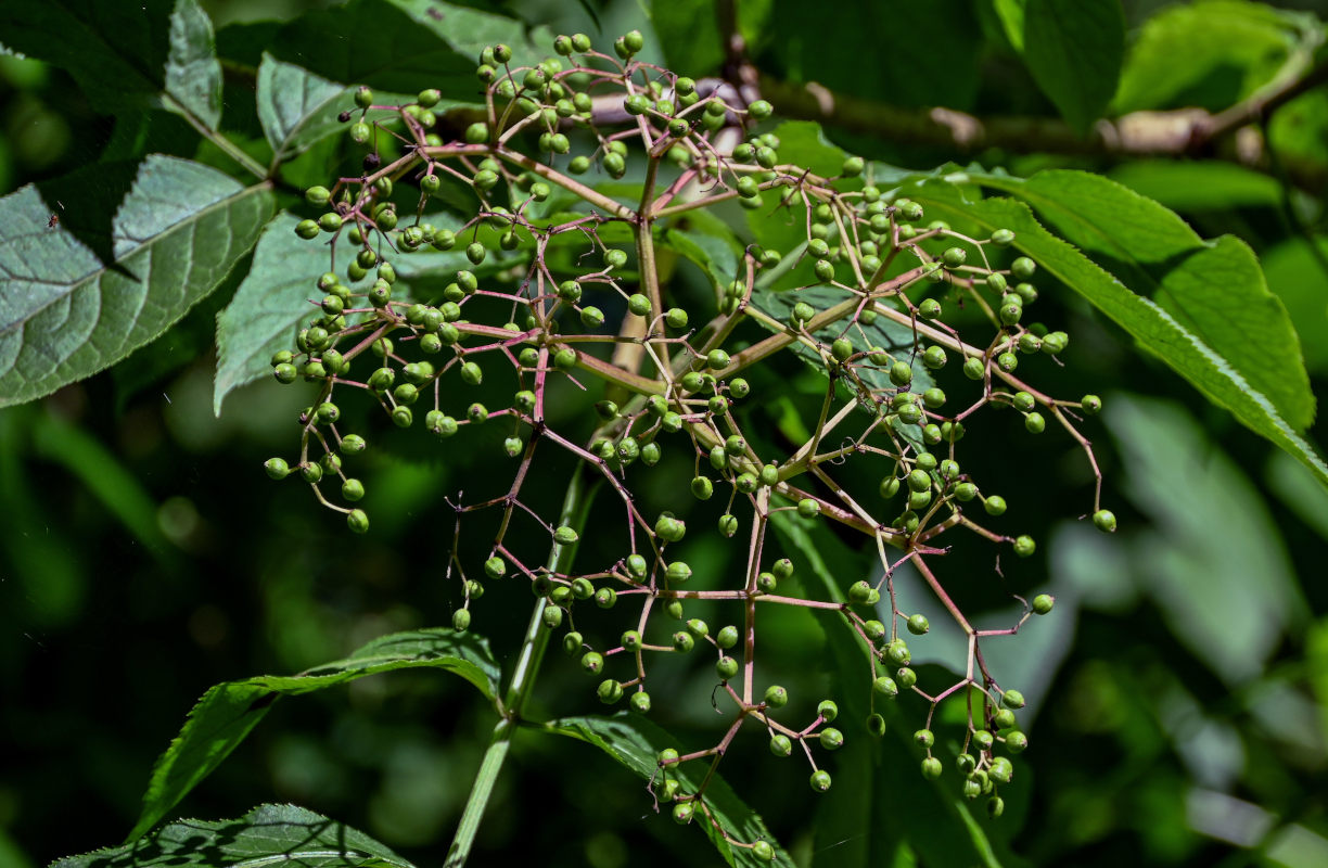 Image of Sambucus nigra specimen.