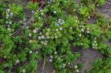 Juniperus sibirica