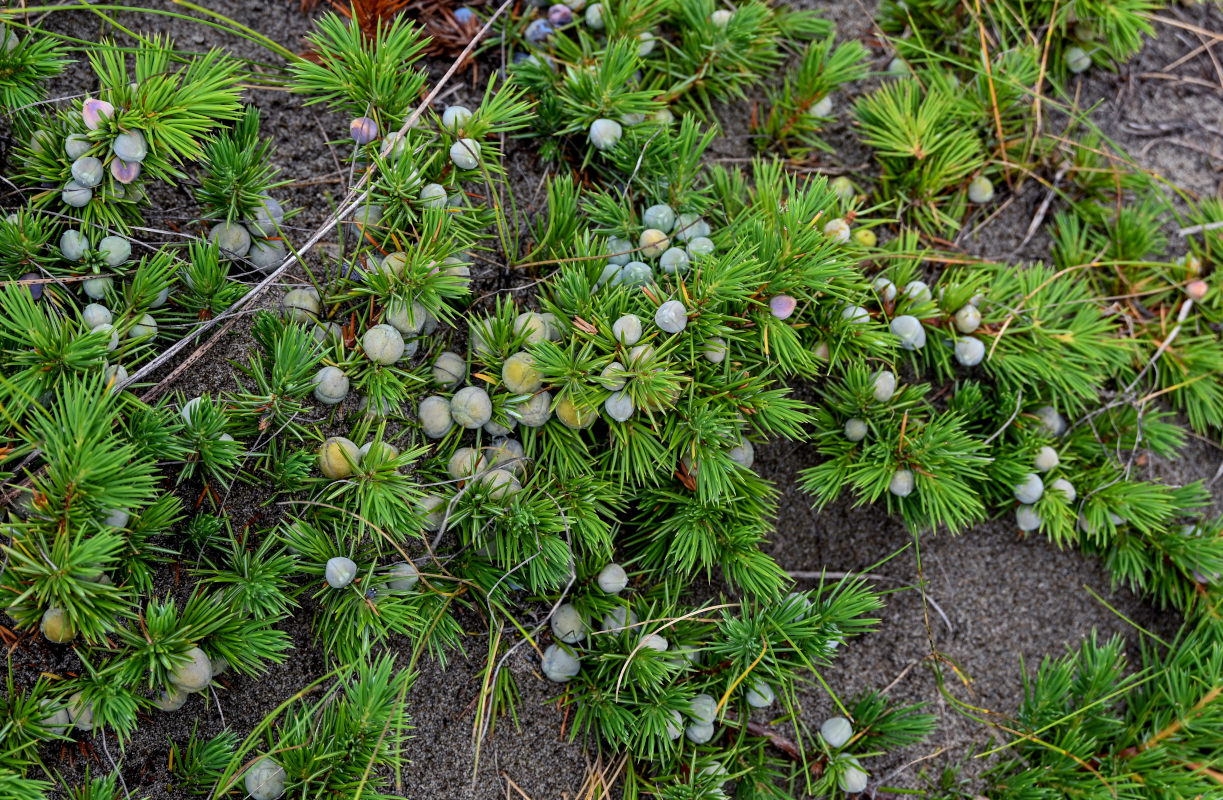 Изображение особи Juniperus sibirica.