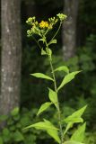 Senecio litvinovii