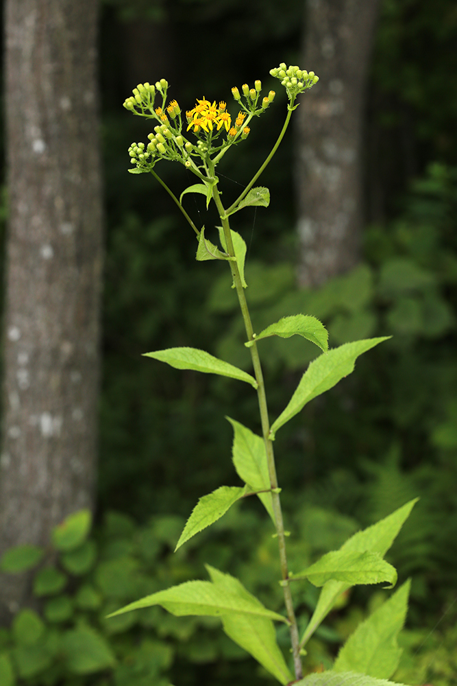 Изображение особи Senecio litvinovii.