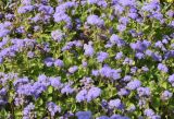 Ageratum houstonianum. Цветущие растения. Узбекистан, г. Ташкент, Юнусабадский р-н, парковая зона, в культуре. 14.09.2024.