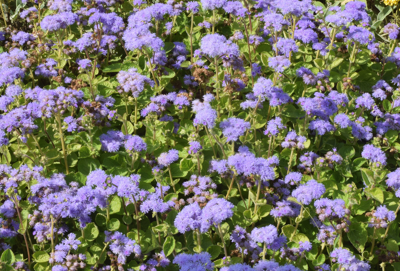 Image of Ageratum houstonianum specimen.